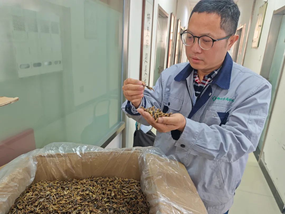 金沙990线路检测